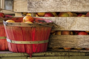 Several overflowing baskets of apples symbolizing the overflowing bounty of Autumn