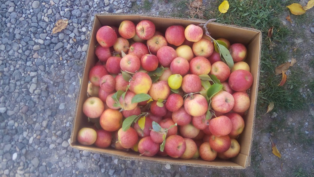 Apples from GULB'S FruitShare Program