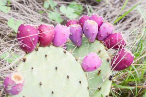 Prickly pear cactus and fruit
