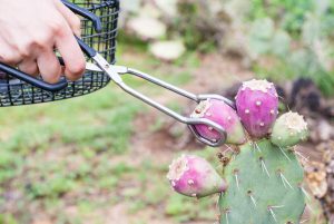 picking prickly pear